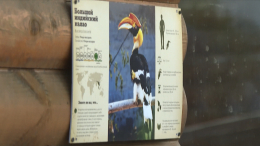 Разыскивается: из Ленинградского зоопарка сбежала редкая птица-калао