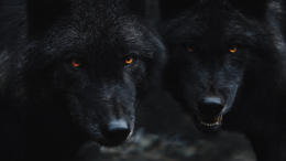 Мстят за вожака: в Индии волки растерзали четверых детей и пожилую пару