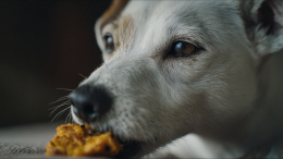 Смертельная схватка: женщина погибла, потому что ее собаки не поделили наггетс