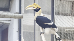 Неуловимая калао: в Петербурге продолжаются поиски сбежавшей из зоопарка птицы