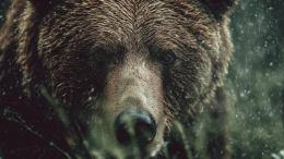 В Якутии медведи помогли полиции задержать пьяных угонщиков