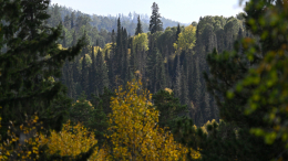 Не выходят на связь: в тайге разыскивают пропавшую во время похода семью