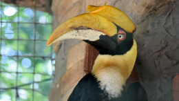 Ускользнула из-под носа: беглую калао никак не могут поймать в Петербурге