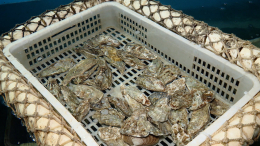 Большой деликатес: как на Дальнем Востоке создали устрицу-бройлера