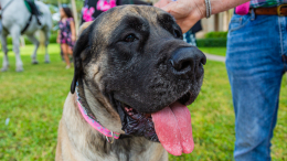 Неприхотливы и любят одиночество: лучшие породы собак для трудоголиков