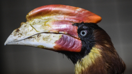 В Санкт-Петербурге поймали сбежавшую из зоопарка птицу-калао