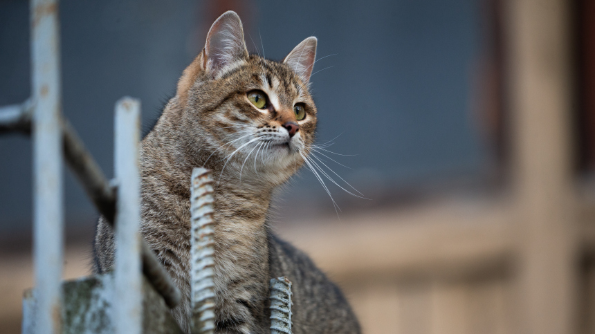 Столичные цифровые проекты помогают поддерживать животных