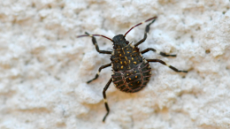 Спасения нет? Жители Кубани пожаловались на полчища клопов-вонючек в домах