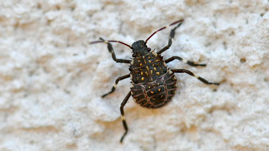 Как жители Кубани избавляются от мраморных клопов-вонючек