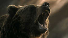 Последнее фото в галерее: мужчина сфотографировал медведя, а затем зверь убил его