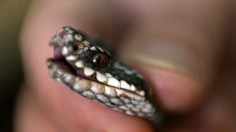 В Хорватии пьяный турист оказался сильнее гадюки — змея умерла после укуса