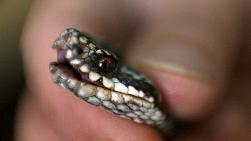 Змея укусила пьяного мужчину и умерла