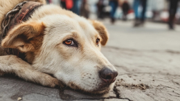 Живодер избил собаку-инвалида в подмосковном Подольске