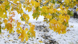 Пальто или пуховик? Когда в Москве выпадет первый снег