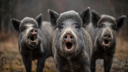 Нашествие диких кабанов напугало жителей Ленинградской области