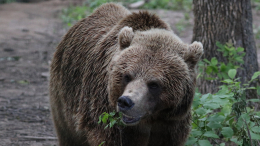 Огромного медведя заметили на улицах Курильска