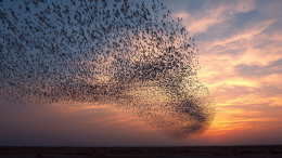 «Тесная связь»: странное поведение птиц может привести к вымиранию человечества