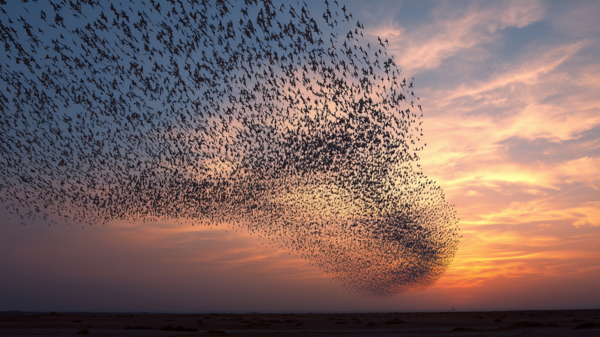 Почему птицы начали странно себя вести
