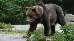 Два человека пострадали из-за нападения медведя в японском супермаркете
