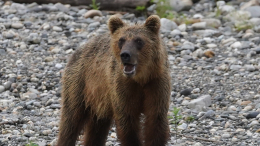 Страна медведей: косолапые держат в страхе окраины Сочи
