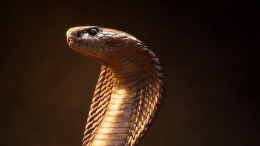 В Москве запретили торговать королевскими кобрами и сервалами