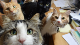 Приют кошмаров: старушка оказалась в плену у мусора и 200 животных в собственном доме