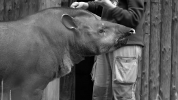 В Московском зоопарке умерла тапир-долгожитель Сью
