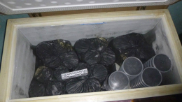 У жителя Хабаровского края изъяли более 300 контейнеров черной икры