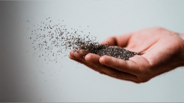 «Сибирский изумруд»: как в России научились выращивать семена чиа