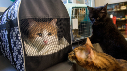 В Эрмитаже назвали условия, при которых можно забрать музейных котов в семью