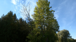 Петербург может остаться без ясеней из-за нашествия азиатского жука