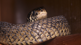 В Индии мужчина пожаловался на жену, превращающуюся в ядовитую змею