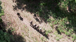 Украинские боевики в Харьковской области попросили ВС РФ взять их в плен