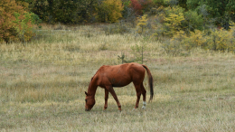 Конь ворвался на участок к жительнице СНТ в Ленобласти и оторвал ей руку