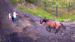 Лошади на свободном выгуле держат в страхе СНТ в Ленобласти