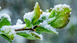 Первый в этом сезоне: в столичном регионе выпал снег