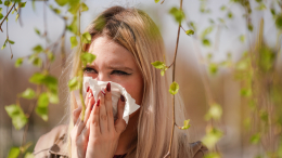 В России начали тестировать вакцину против аллергии на пыльцу березы