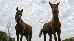 В Ленобласти задержали хозяина лошади, которая тяжело ранила женщину