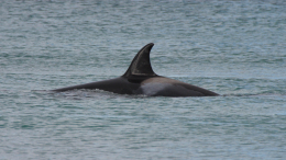 Косатки потопили французскую яхту с детьми в Атлантическом океане