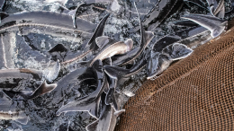 Осетров и икру на миллионы рублей изъяли у браконьера в Красноярском крае