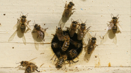 «Автоматический шприц»: как пчелиный яд помогает справиться с болями