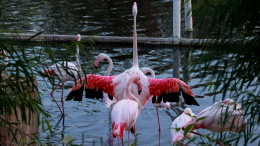 За птицами Московского зоопарка можно наблюдать в онлайн-эфире