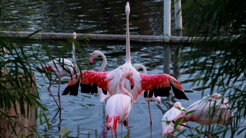 Онлайн-трансляция из вольеров Московского зоопарка