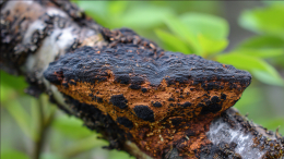 Помогает даже при онкологии: какой гриб защищает от болезней