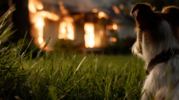 Собака едва не сожгла дом пожарного