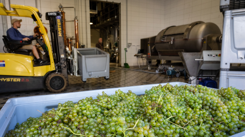 Винодела насмерть раздавило прессом