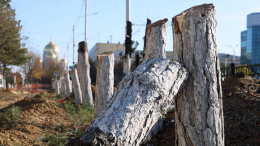 Вместо сосен — срубы: в Новочеркасске разгорелся скандал из-за вырубки деревьев на Аллее памяти