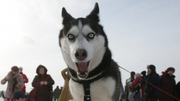 На коротком поводке: в России расширят список опасных пород собак