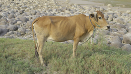 Мужчина уступил неверную жену любовнику за корову: «Береги ее»