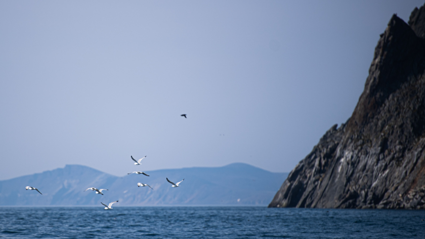 Как публика отнеслась к идее тоннеля между Россией и США